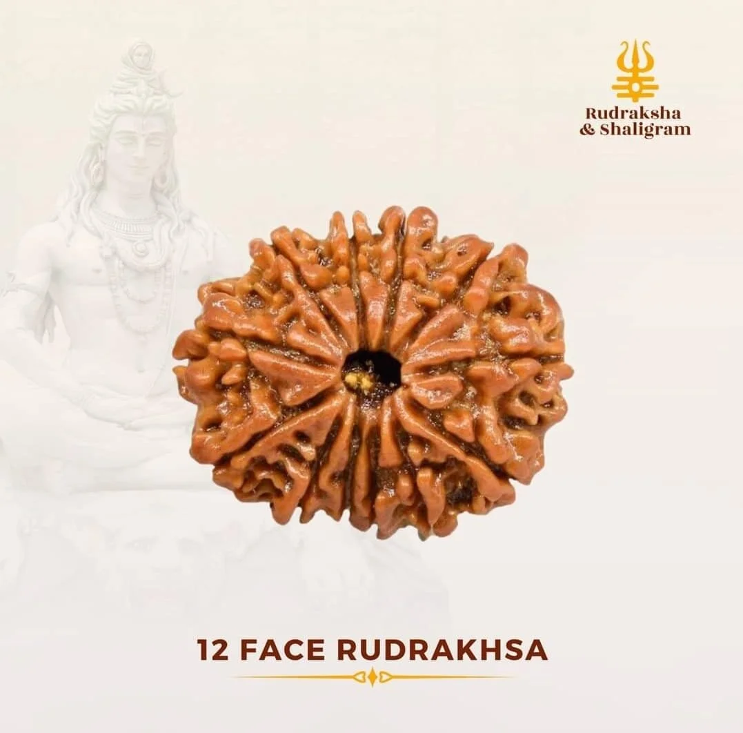 12 Face Rudrakash