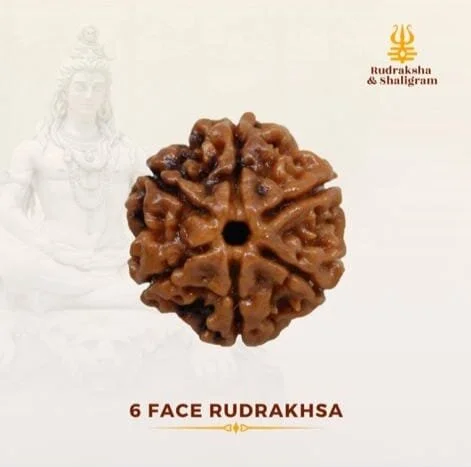 6 Face Rudrakash