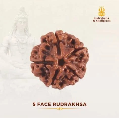 5 Face Rudrakash