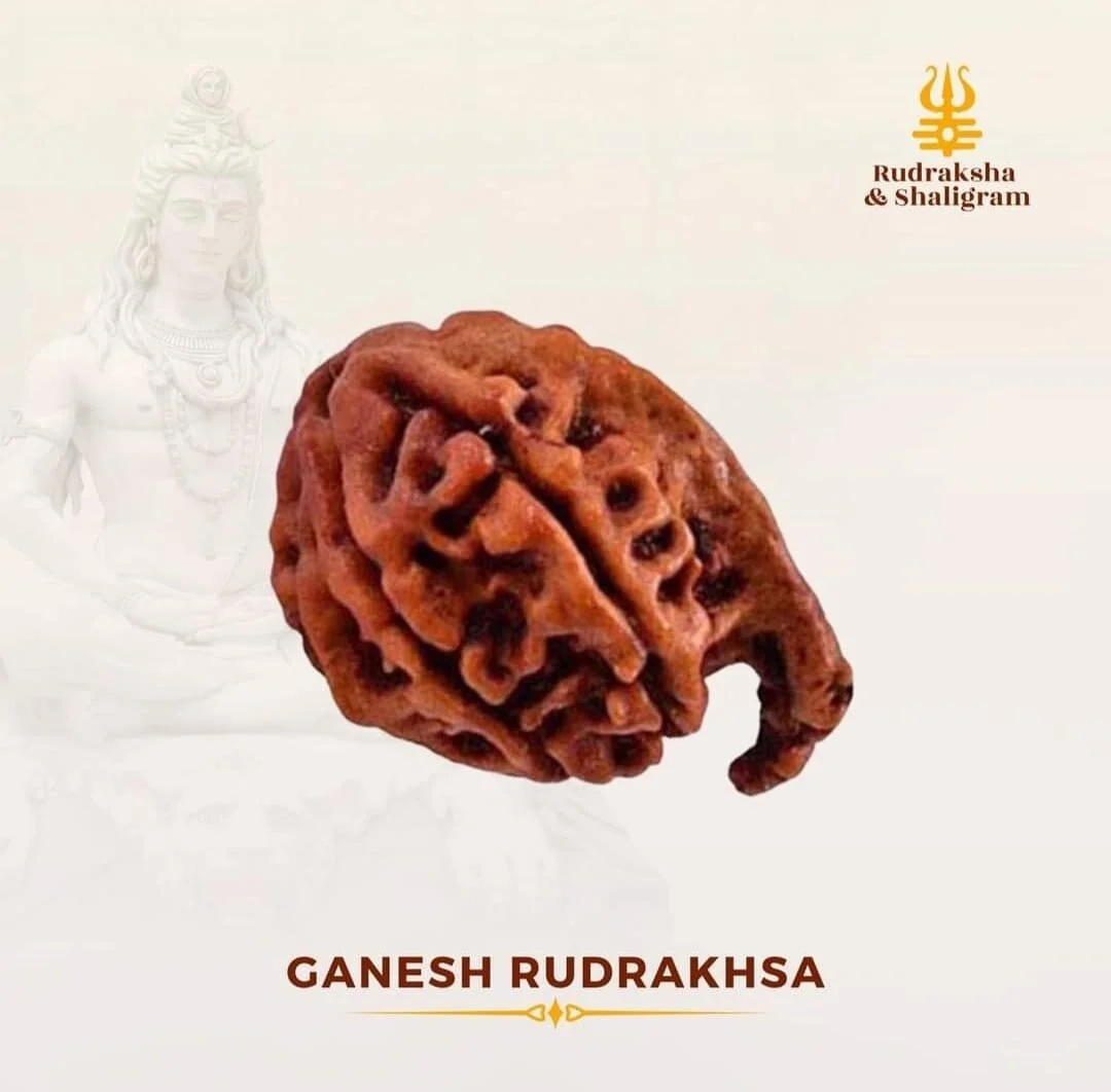 Ganesh Face Rudrakash