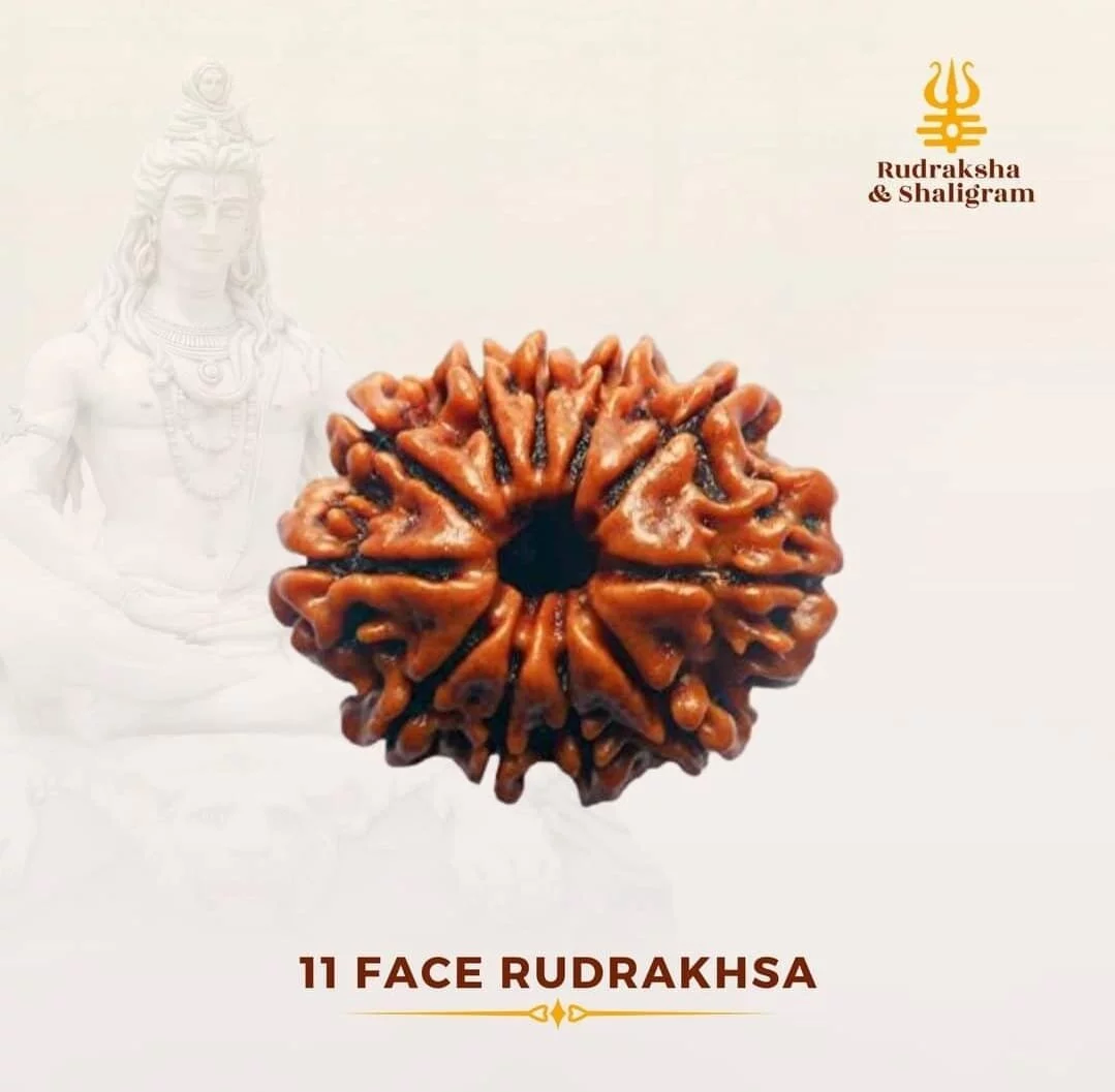 11 Face Rudrakash