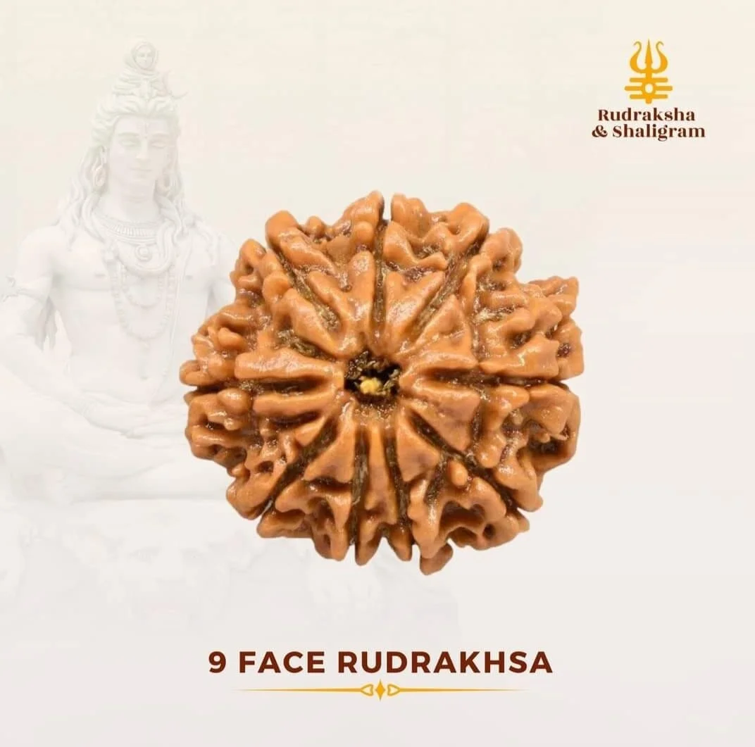 9 Face Rudrakash