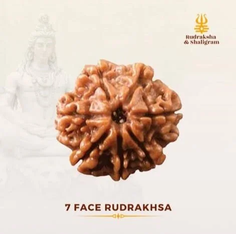7 Face Rudrakash