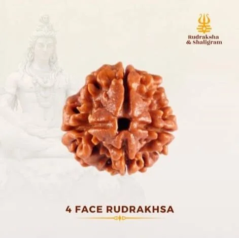4 Face Rudrakash