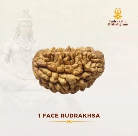 1 Face Rudrakash