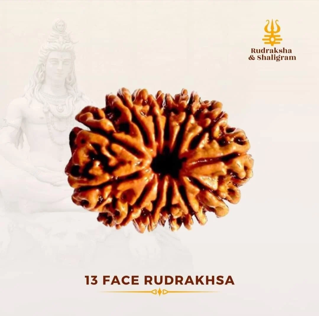 13 Face Rudrakash