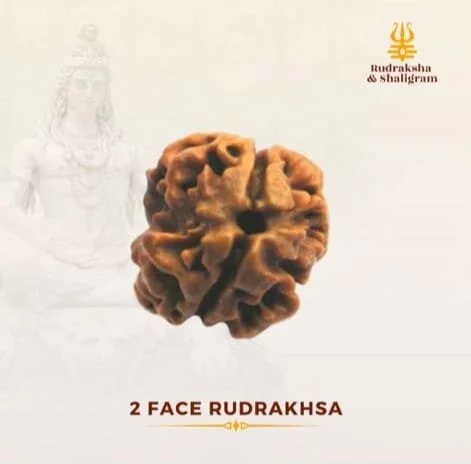 2 Face Rudrakash